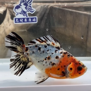 江戸地金