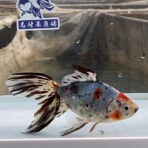 オーロラ