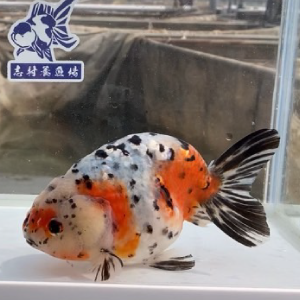 江戸錦