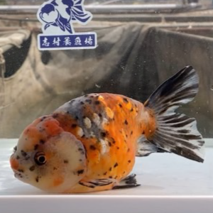 五色江戸錦