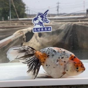 京錦