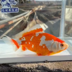 更紗和金