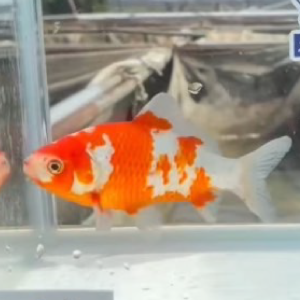 鮒尾和金