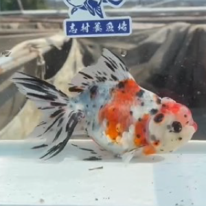 東錦