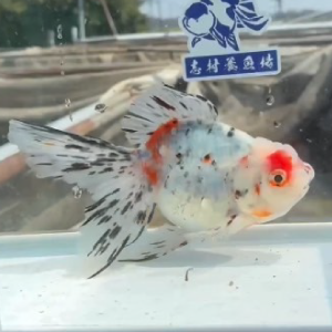 東錦