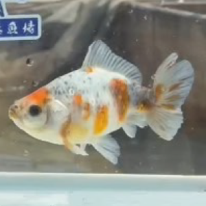 五色江戸地金
