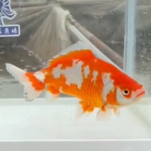 更紗和金