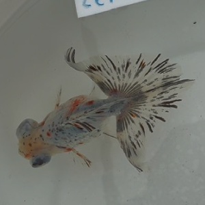 土佐蝶尾
