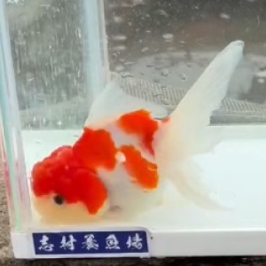 桜東錦