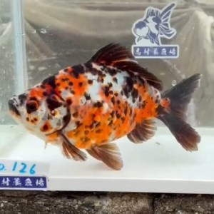 キャリコ和金