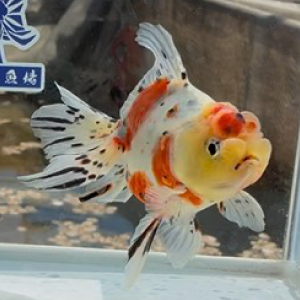 東錦