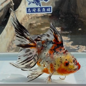 東錦