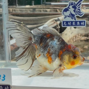 ドラゴン東錦