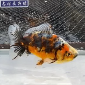 五色江戸地金