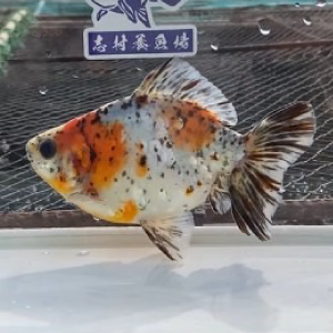 江戸地金