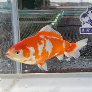 更紗和金