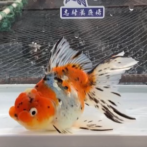 東錦