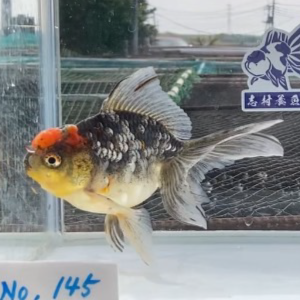 五色東錦