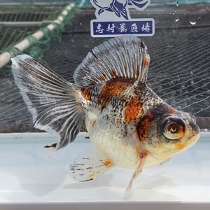 蝶尾
