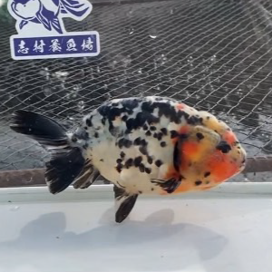 江戸錦