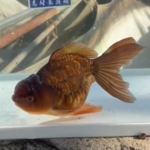 ドラゴン茶金