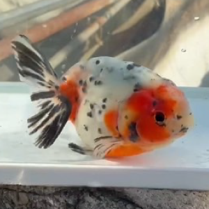 江戸錦