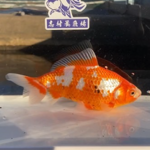 更紗和金