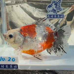 五色江戸地金