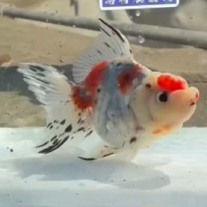 東錦