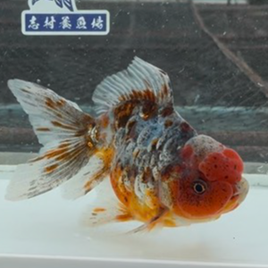 ドラゴン東錦
