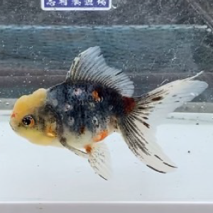 五色東錦