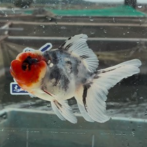 五色東錦