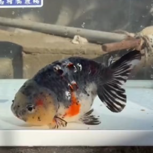 五色江戸錦