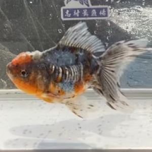 ドラゴン東錦