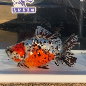 江戸地金