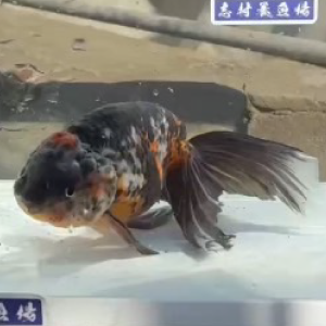 墨京錦