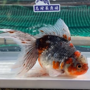 五色東錦