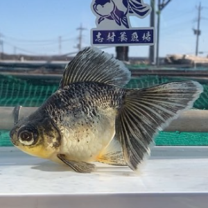 蝶尾