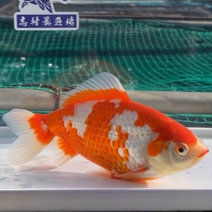 更紗和金