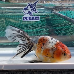 京錦