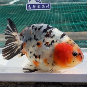 江戸錦