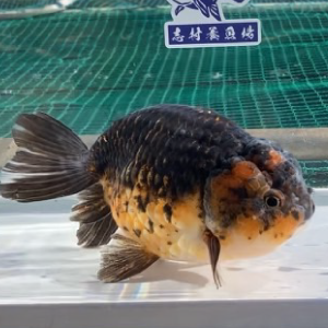 五色江戸錦