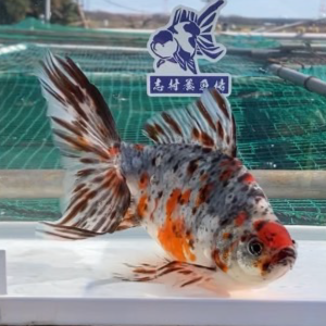 オーロラ