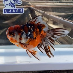 五色東錦