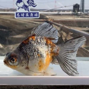 蝶尾