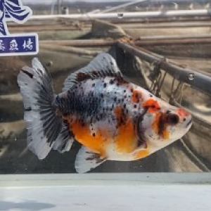 五色江戸地金