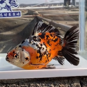 江戸地金