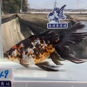 オーロラ