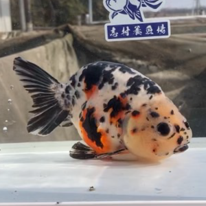 江戸錦