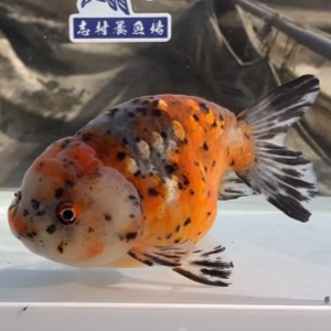 五色江戸錦